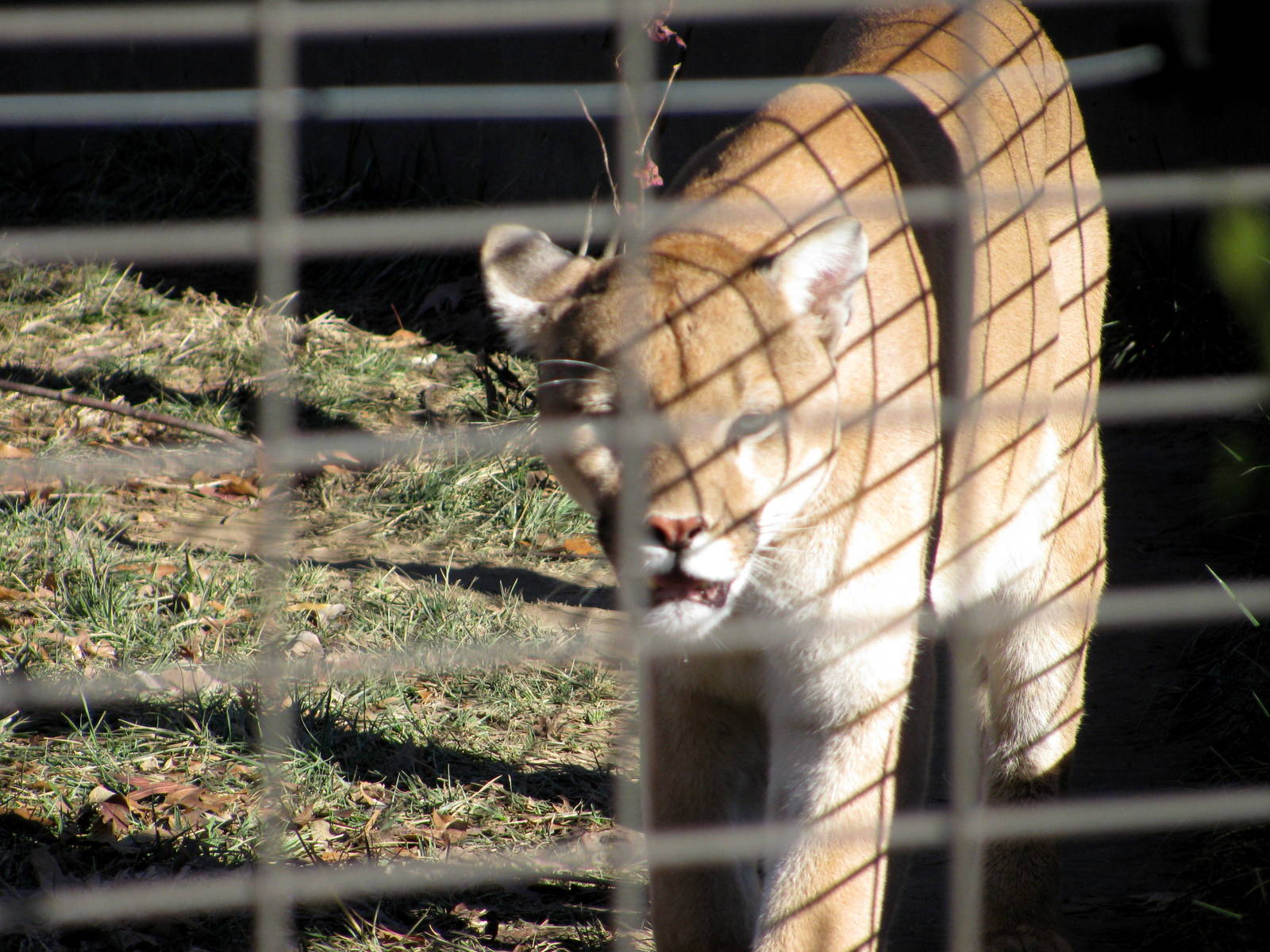 Kansas Carnivores-Mountain Lion