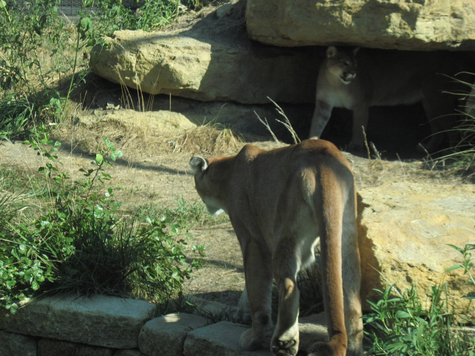 Kansas Carnivores-Mountain Lions