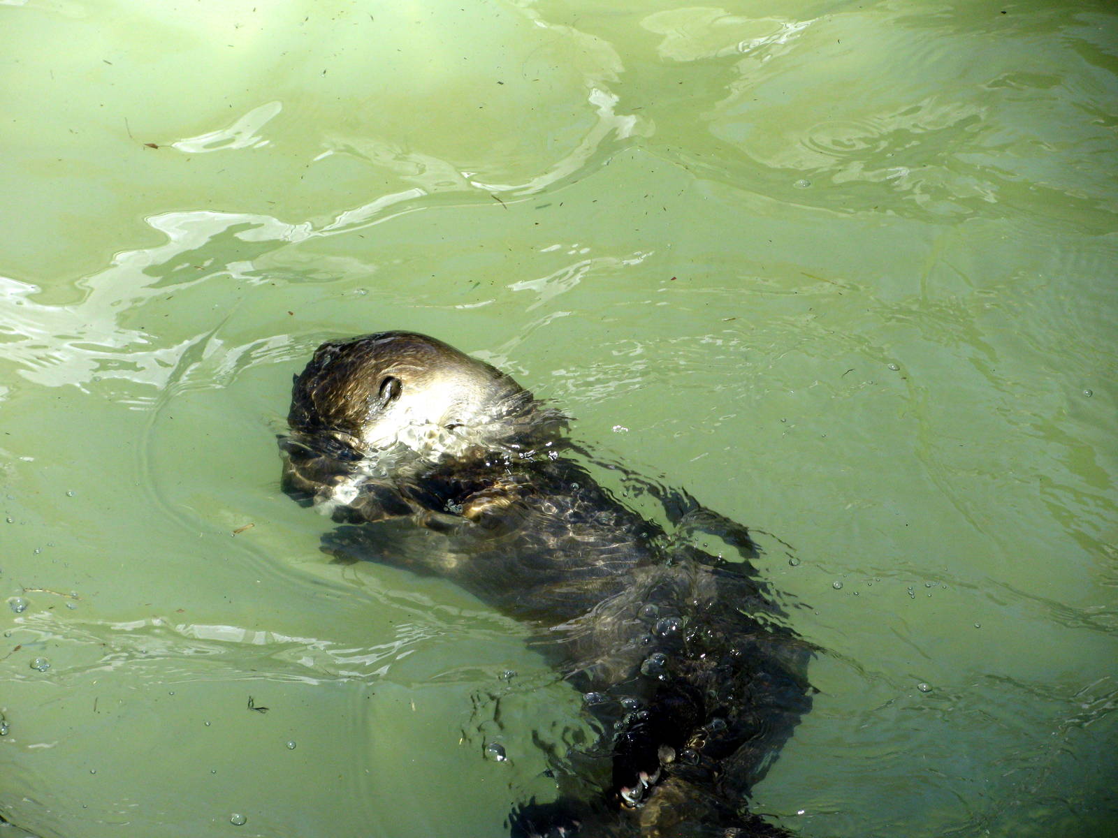 Kansas Carnivores-North American River Otter
