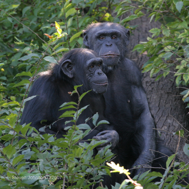 Kansas City Chimpanzee Exhibit