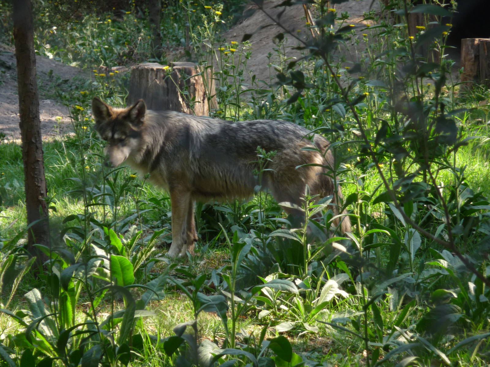 KANTI A MEXICAN WOLF OR LOBO
