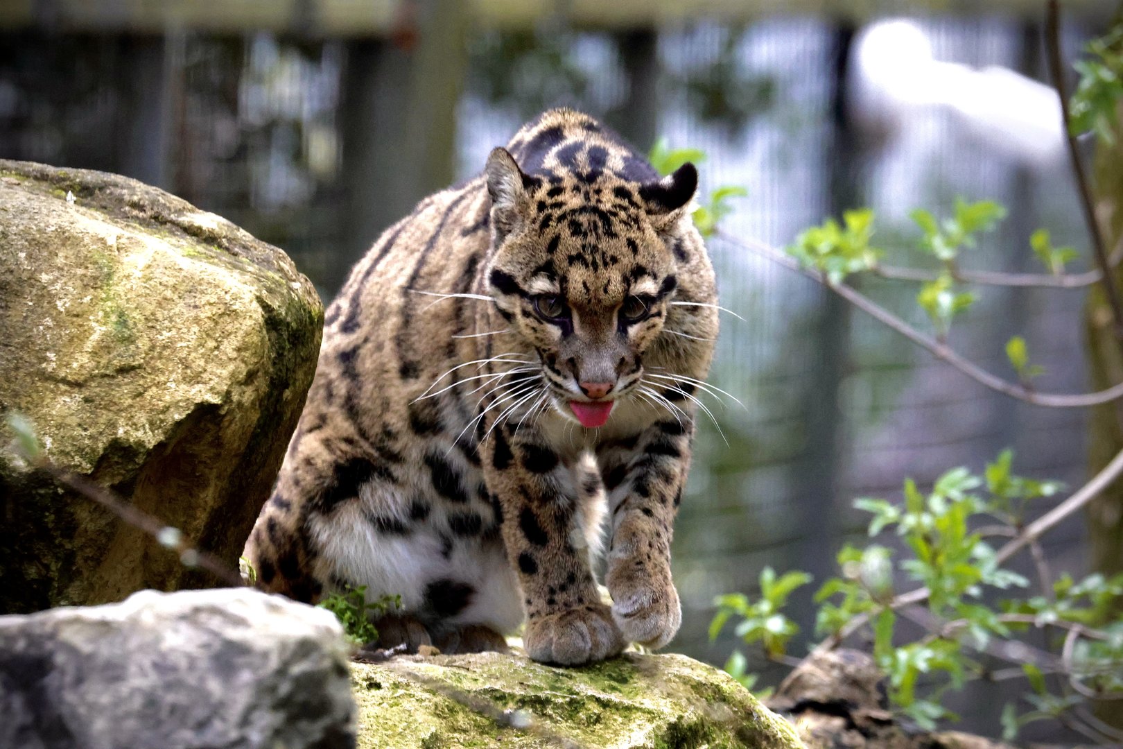 Kanya - Clouded Leopard