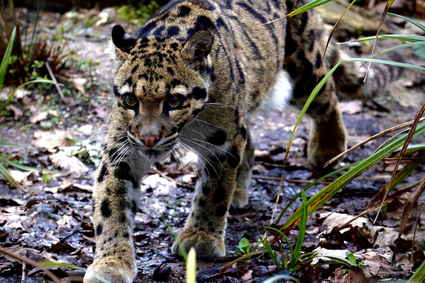 Kanya - Clouded Leopard