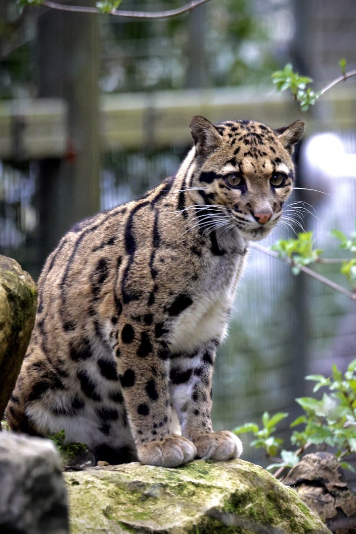 Kanya - Clouded Leopard