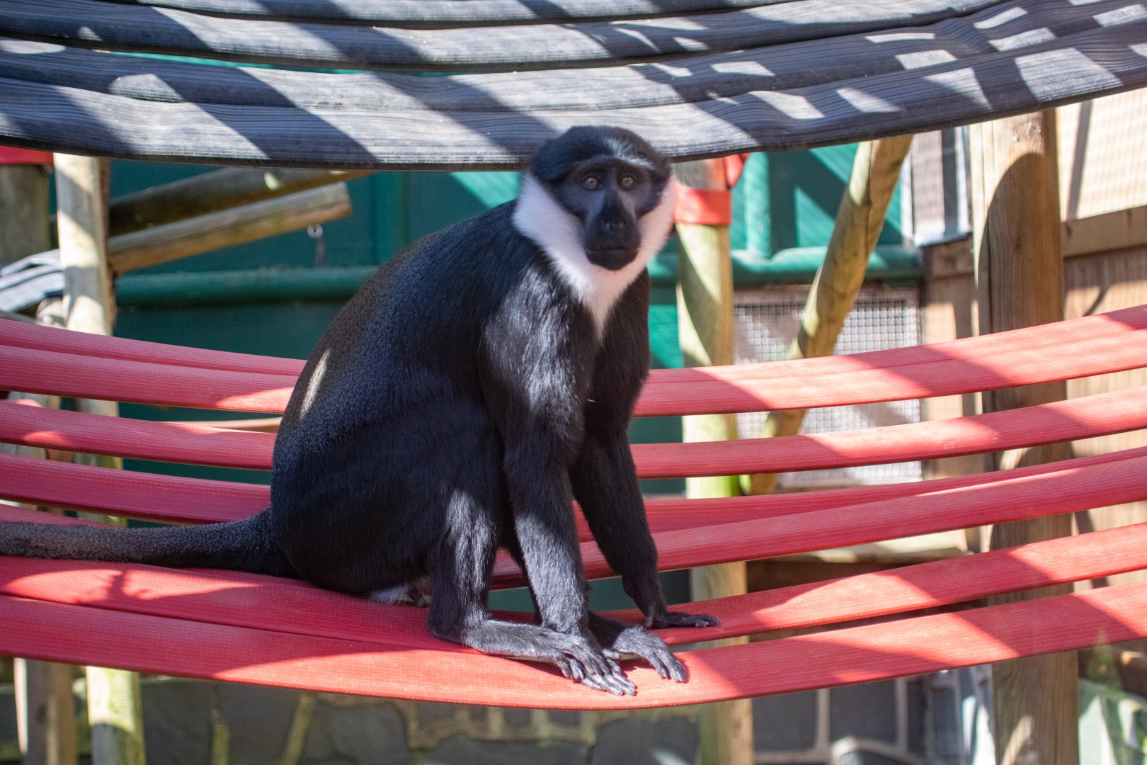 Kanye - L'Hoest's Monkey