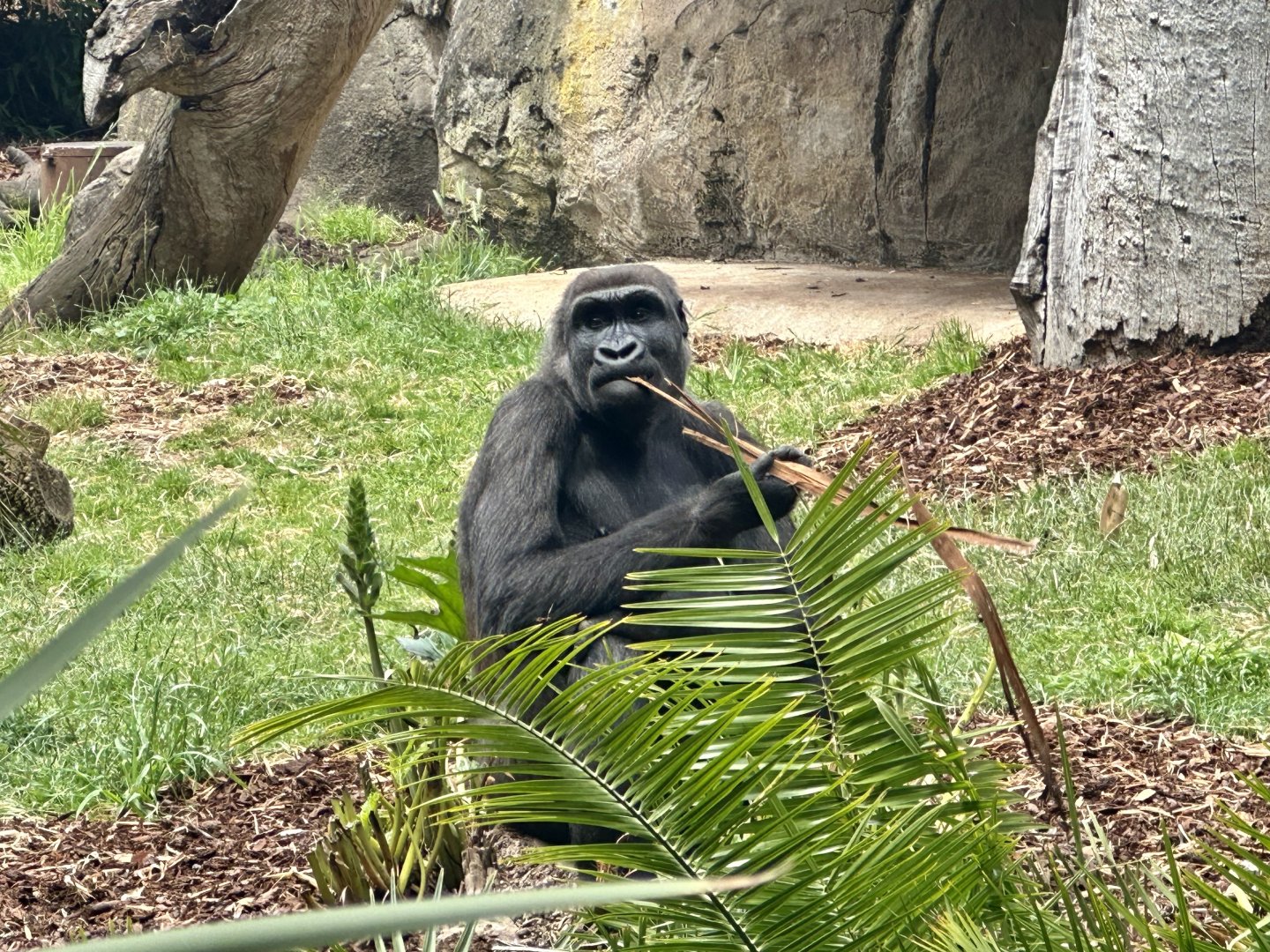 Kanzi (Western lowland gorilla)