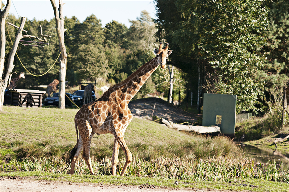 Kap-Giraffe at Serengeti Park