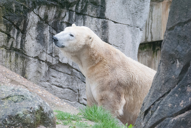 Kap, the male polar bear