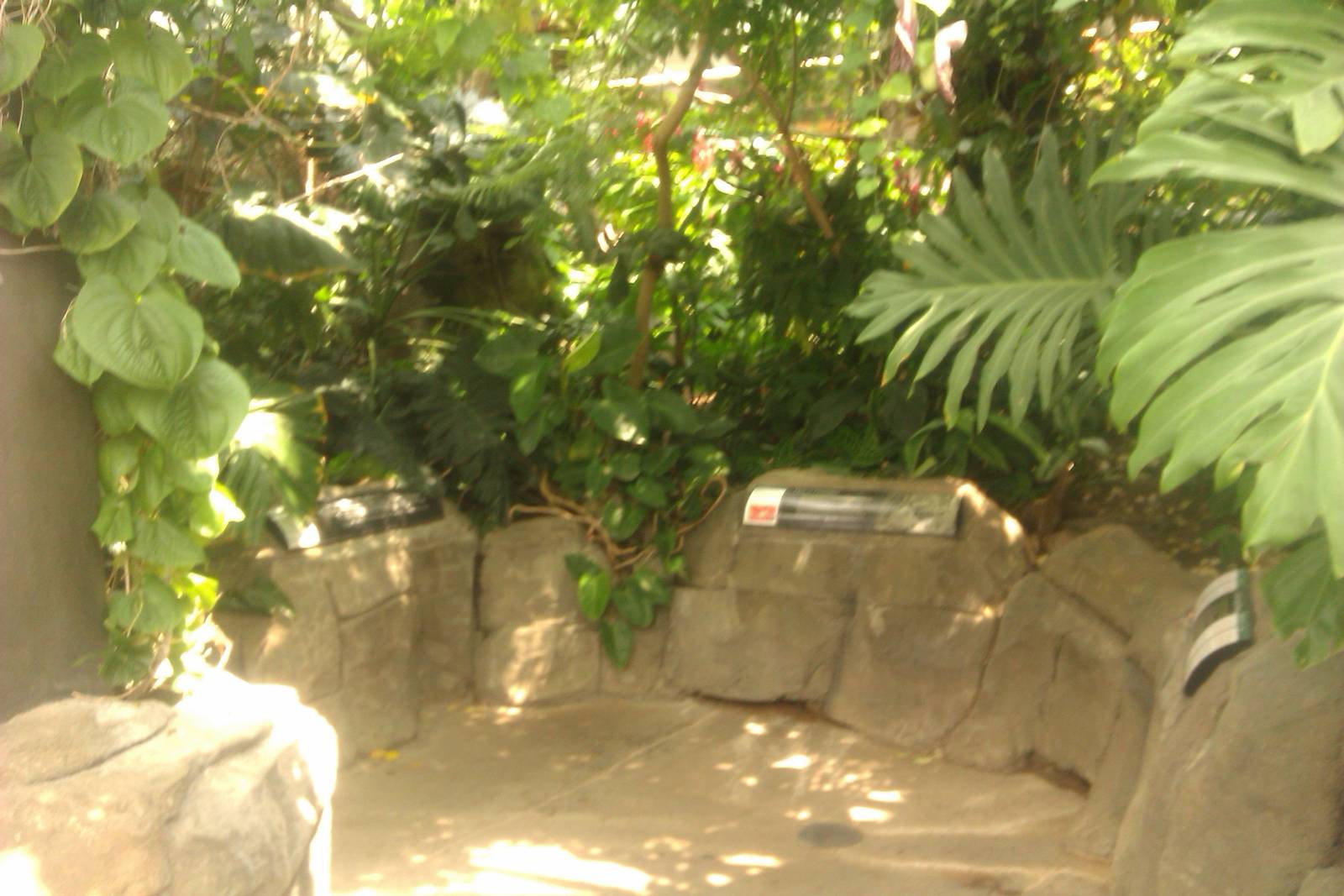 Kapok Tree,Cecropia,Papaya,Chorisia/Flossy Silk Tree,Bromeliads,Surinam pow