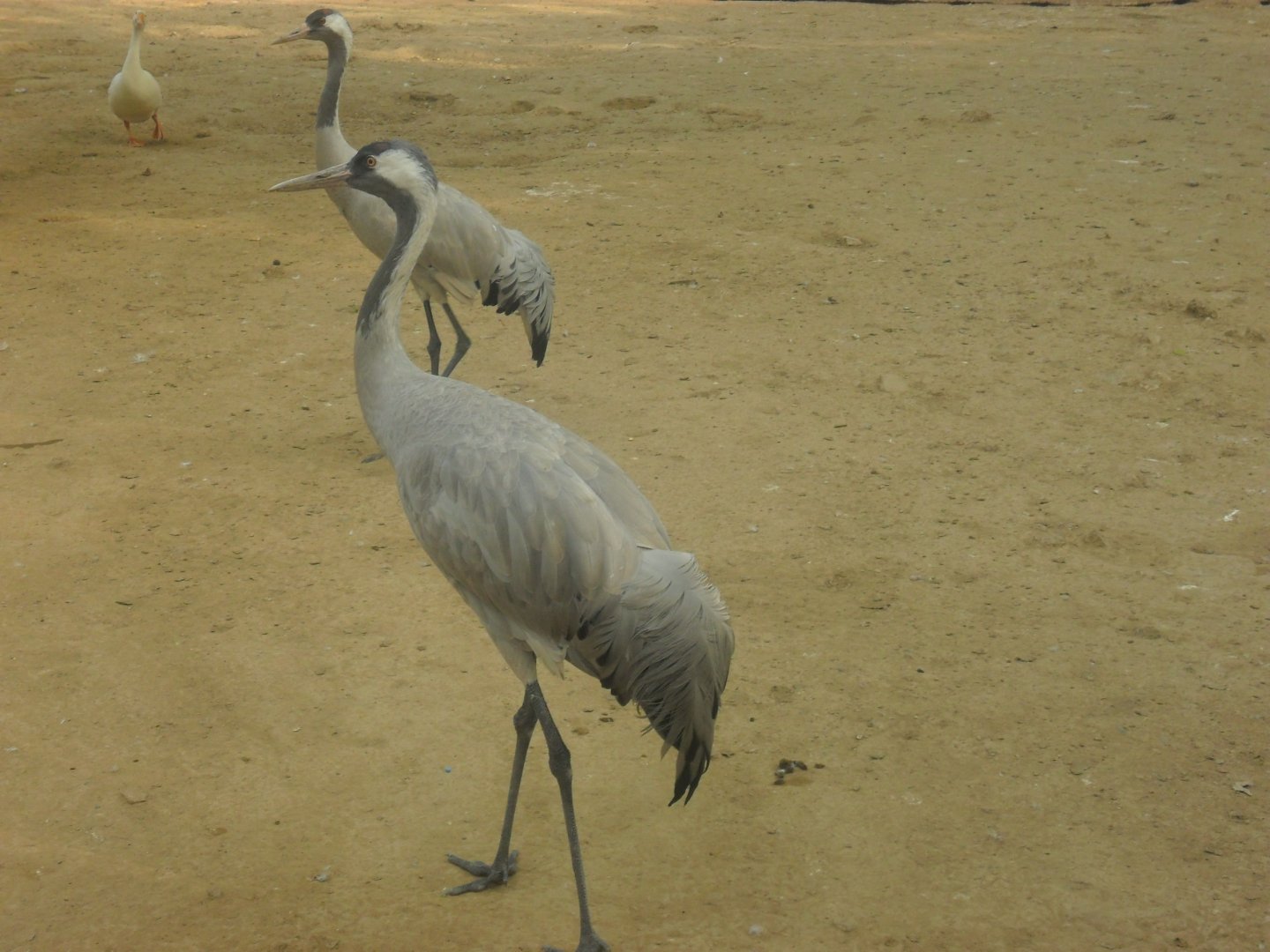 Karachi Zoo (Pakistan)