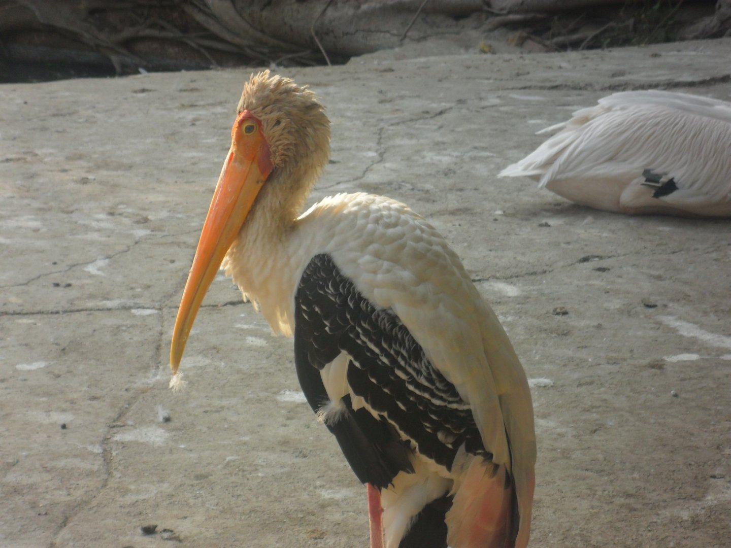Karachi Zoo (Pakistan)