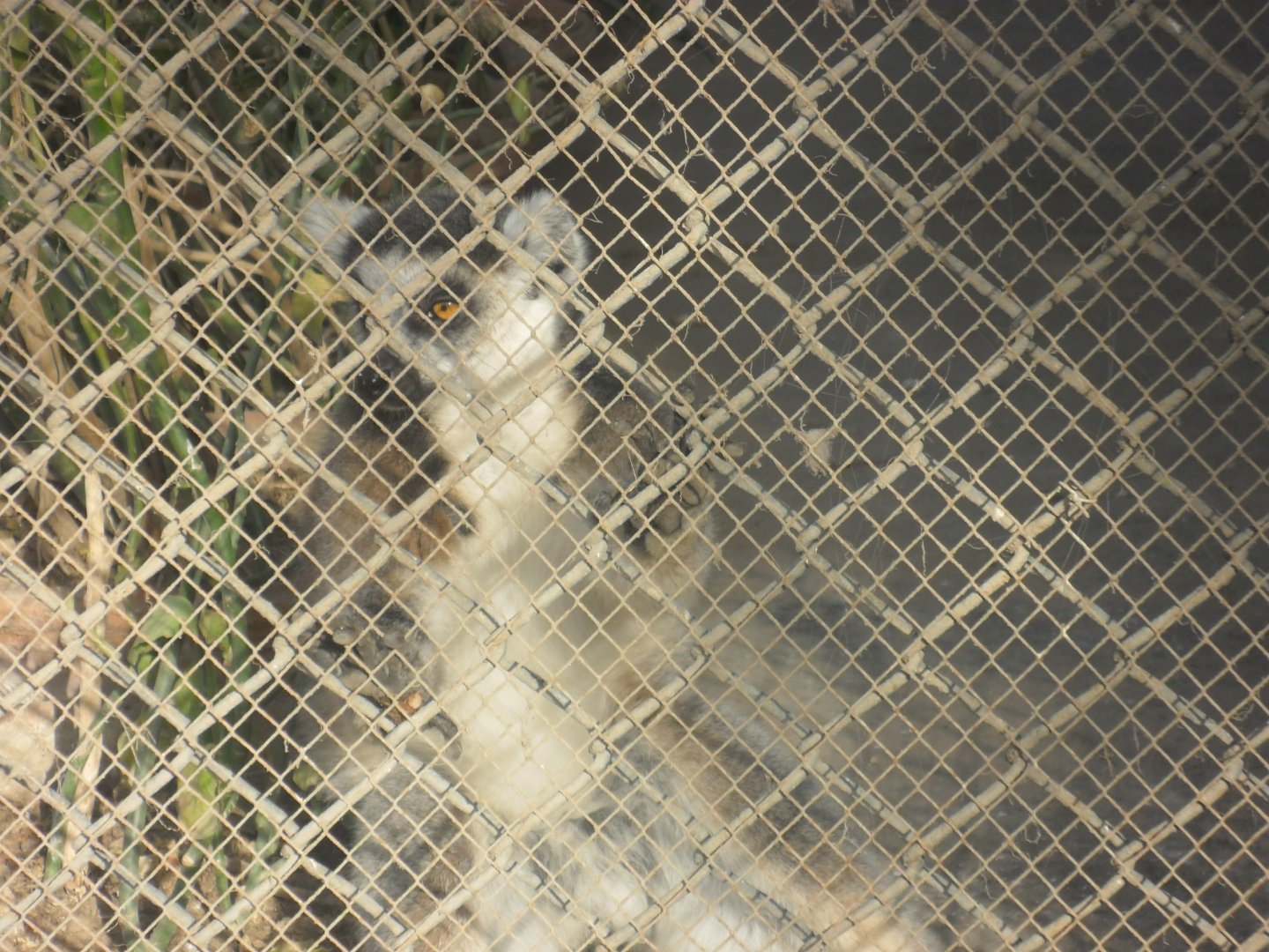 Karachi Zoo (Pakistan)