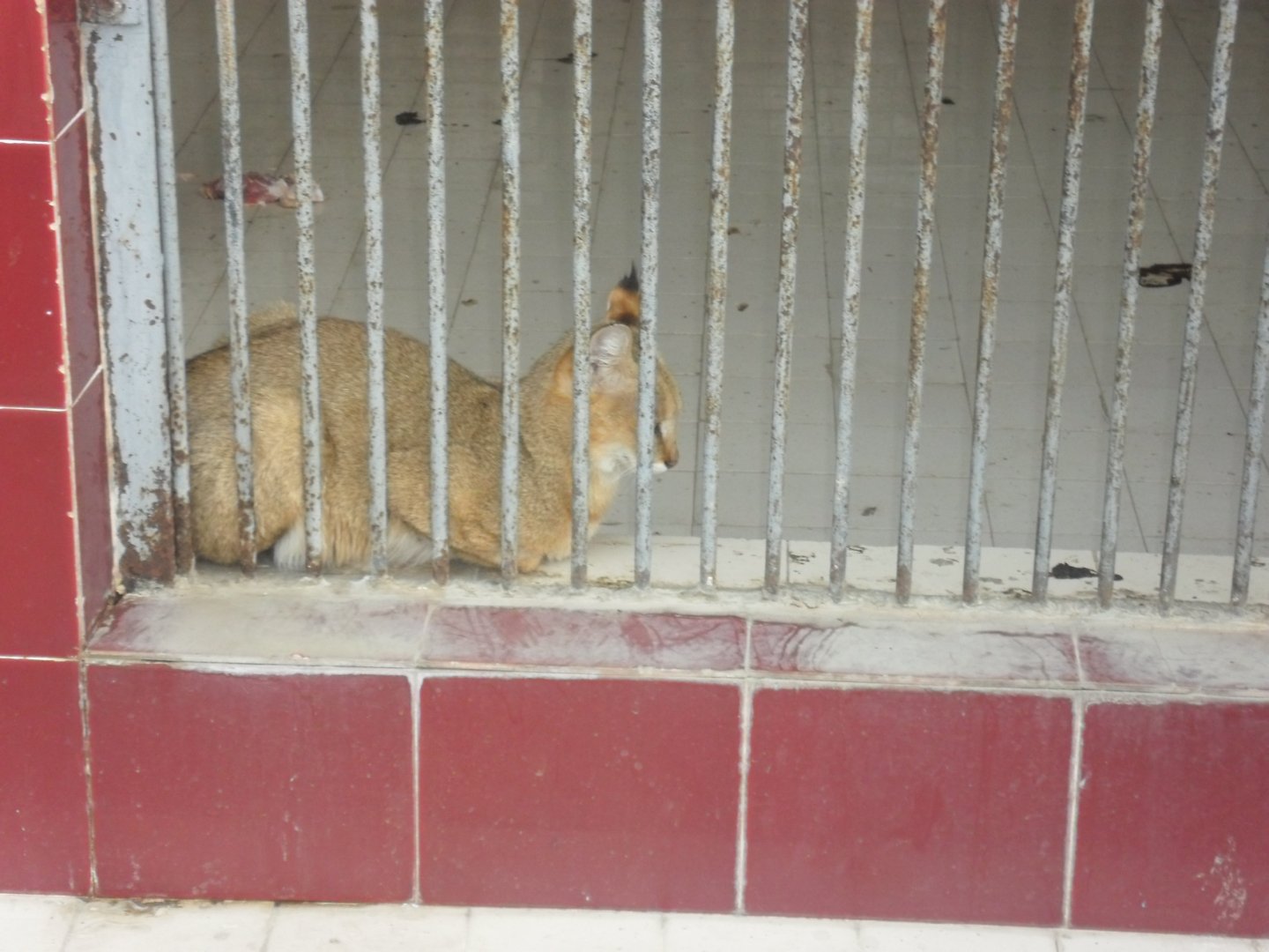 Karachi Zoo (Pakistan)