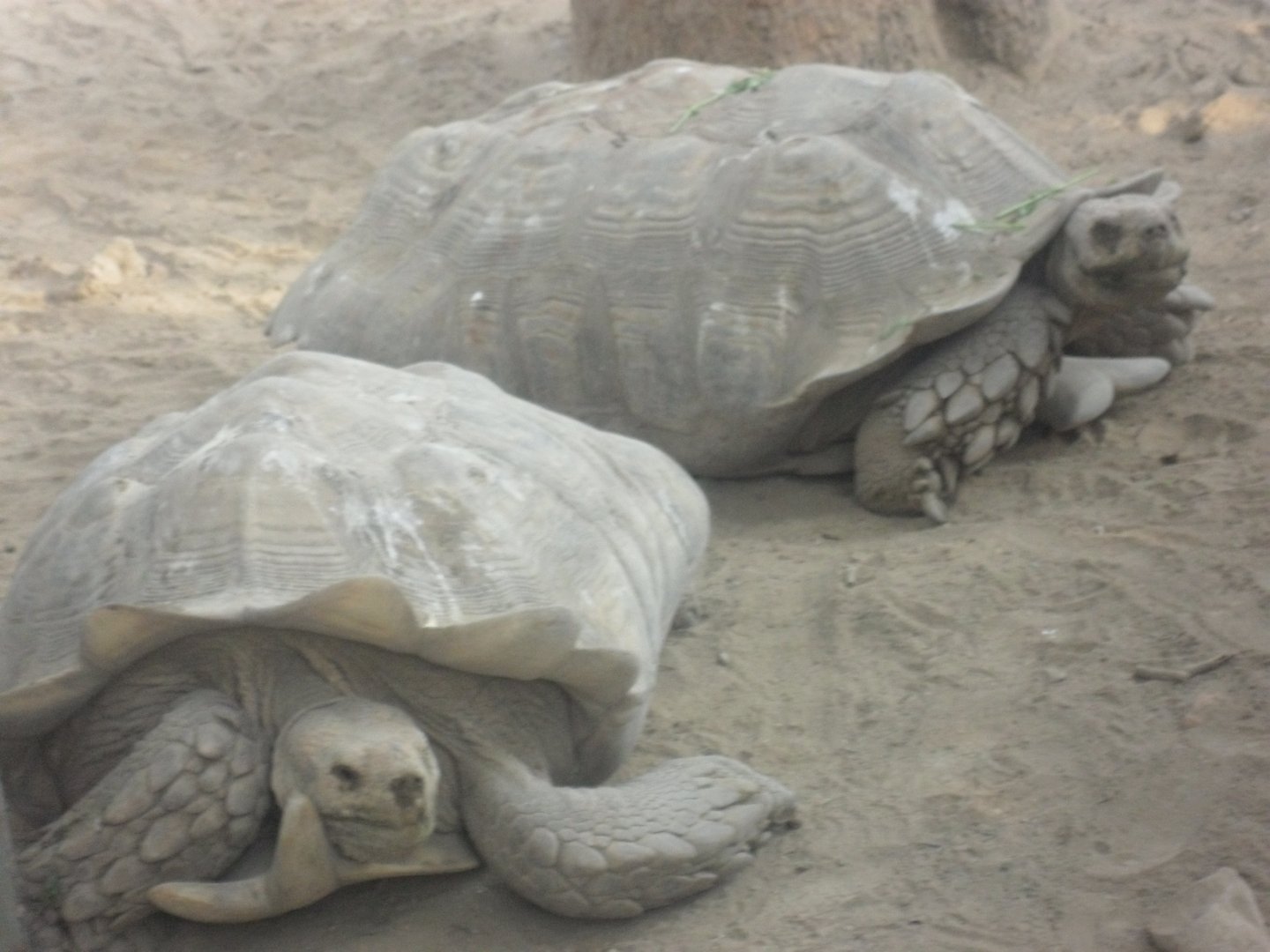 Karachi Zoo (Pakistan)