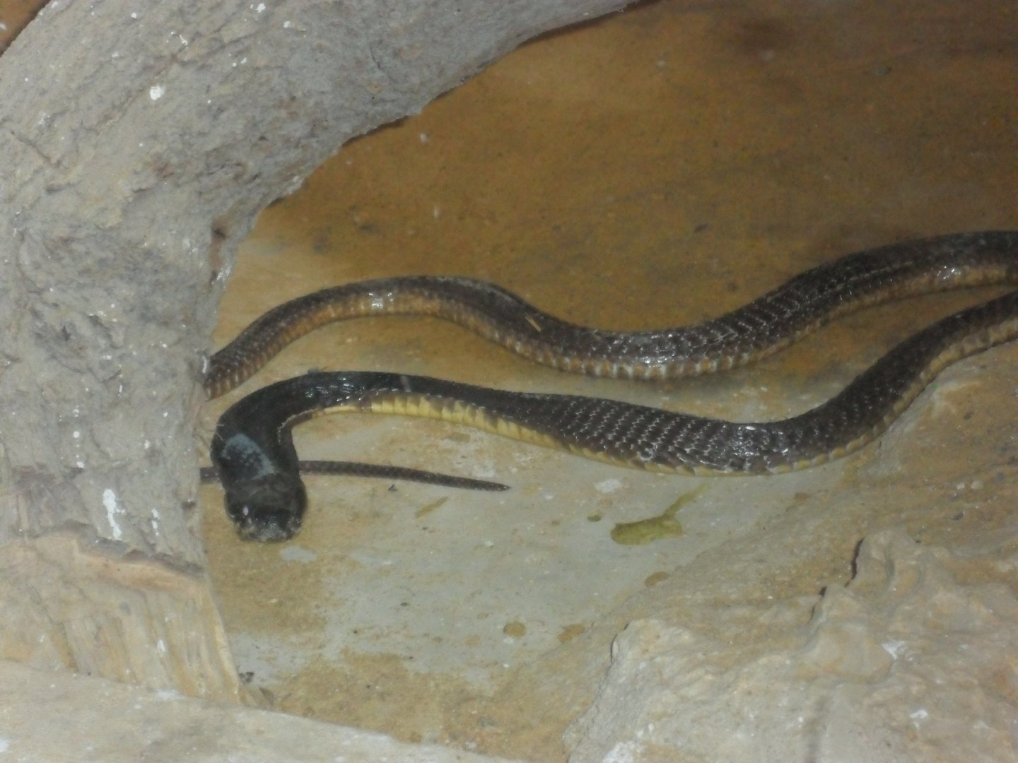 Karachi Zoo (Pakistan)