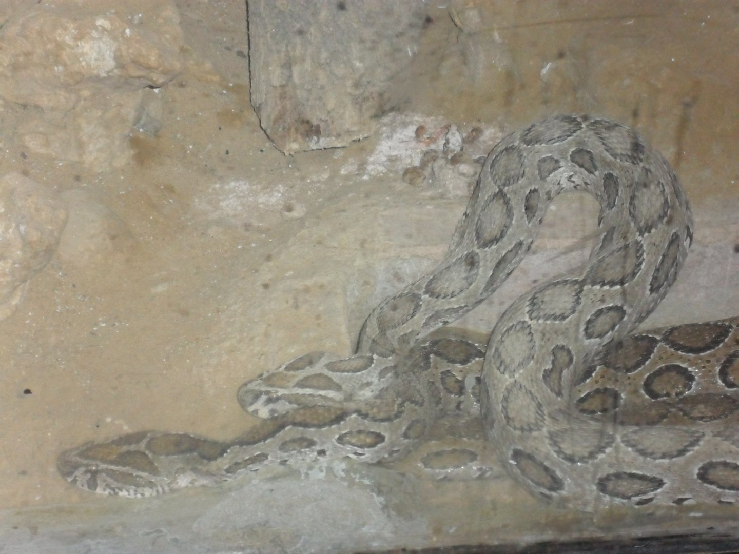 Karachi Zoo (Pakistan)