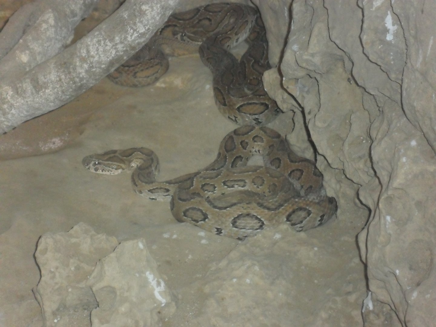 Karachi Zoo (Pakistan)