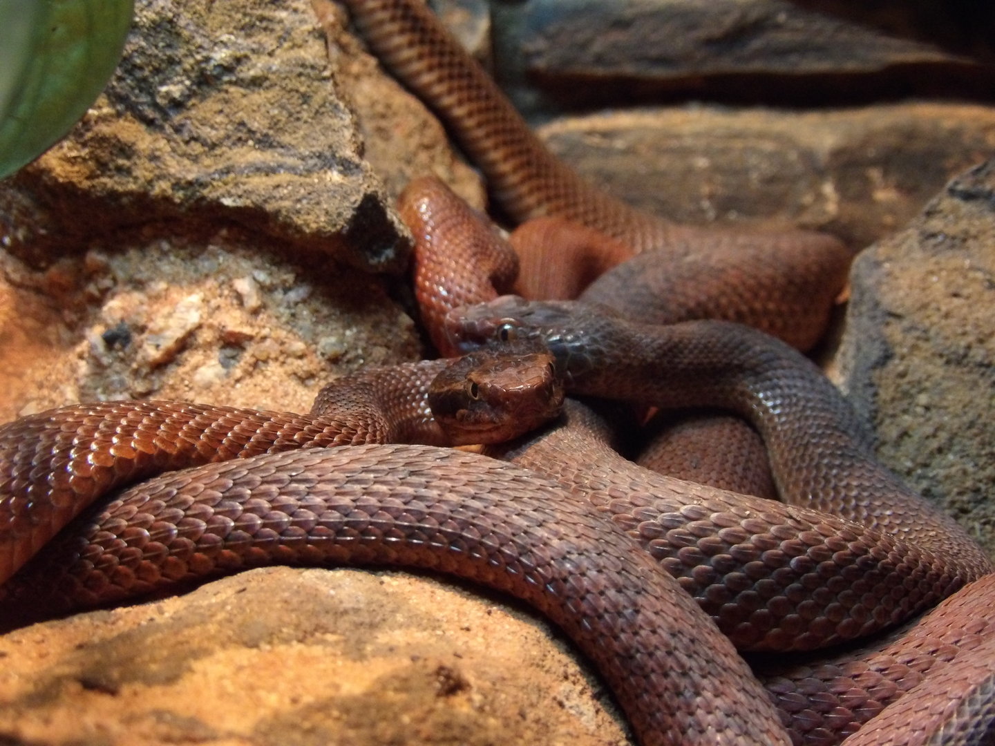 Karaganda Pit-Viper(Gloydius halys caraganus)