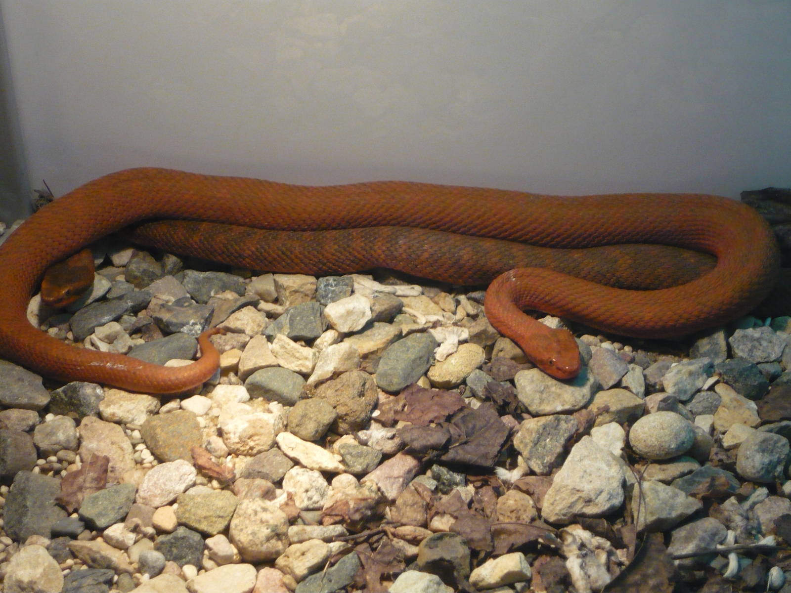Karaganda pitvipers (Gloydius halys caraganus)