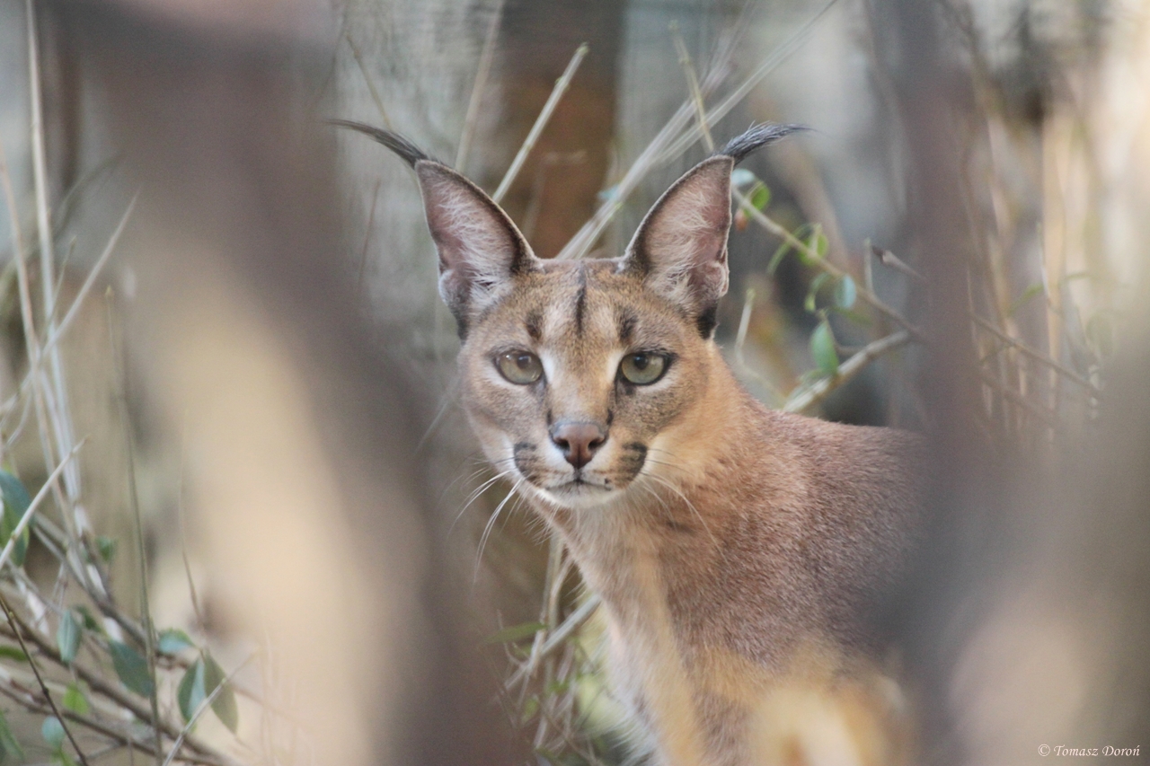 Karakal (Caracal caracal)