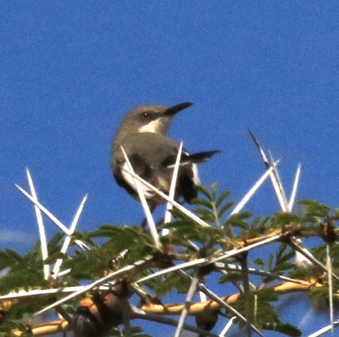 Karamoja apalis