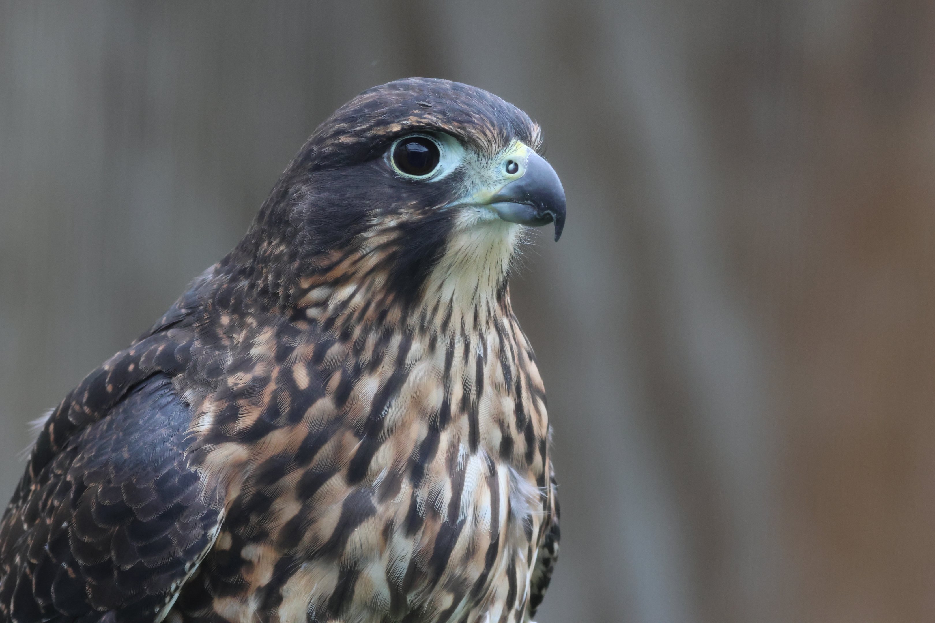 Kārearea (Falco novaeseelandiae) juvenile, Kārearea Falcon Trust (Blenheim)
