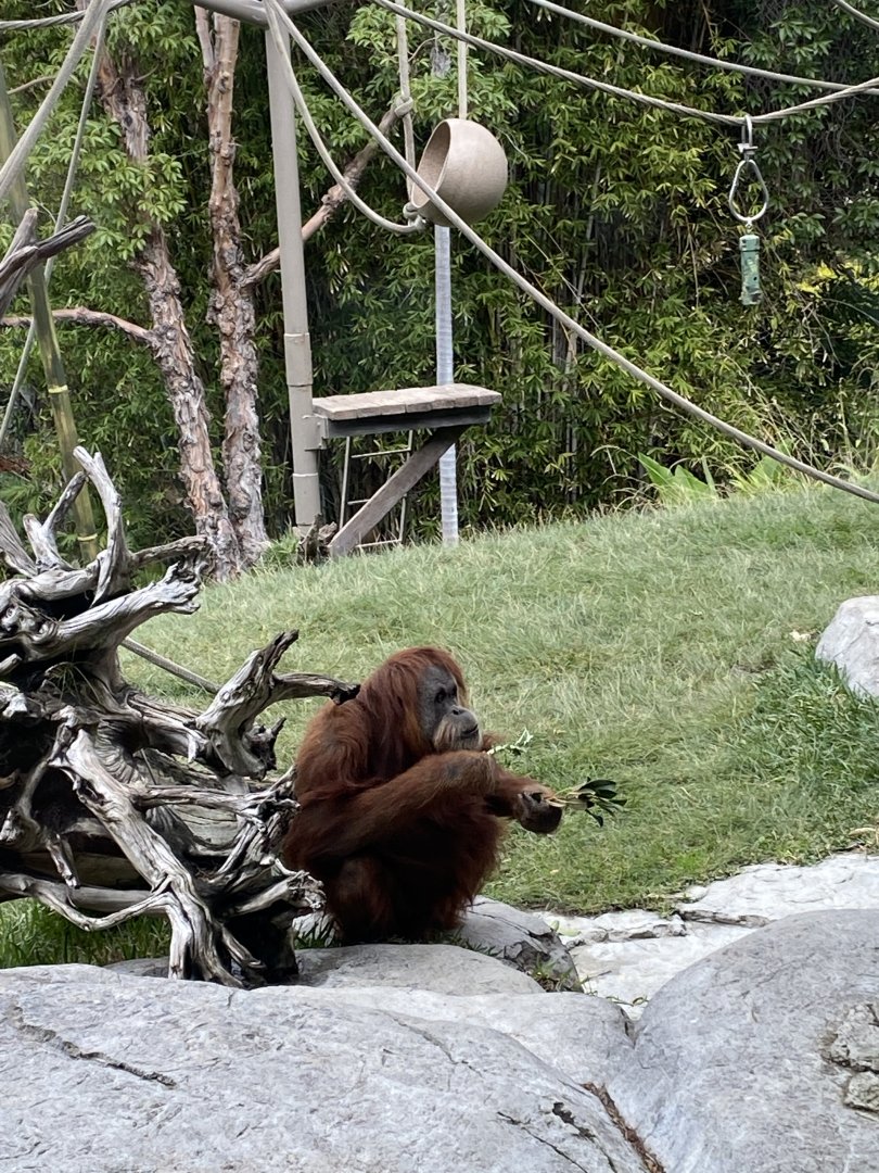Karen the Sumatran Orangutan - Absolutely Apes