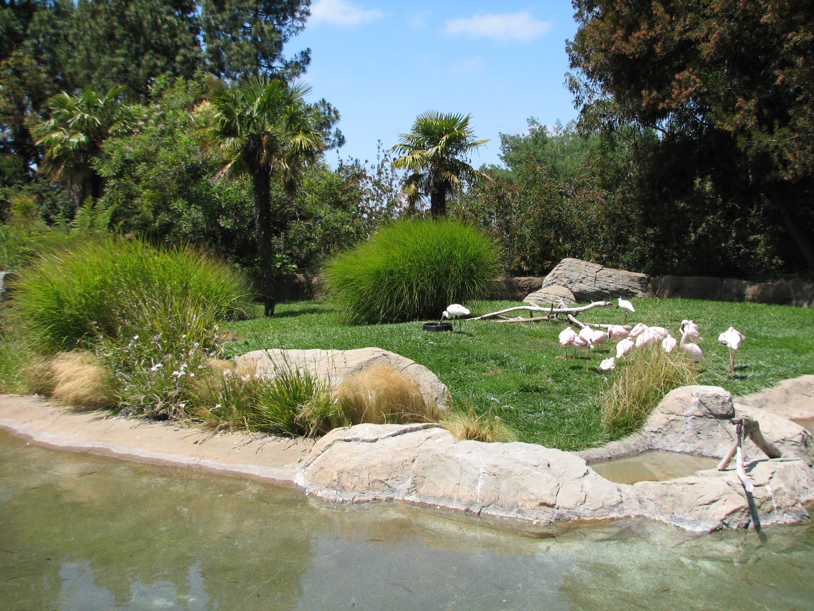 Karibu Village - Lesser Flamingo and African Spoonbill Exhibit