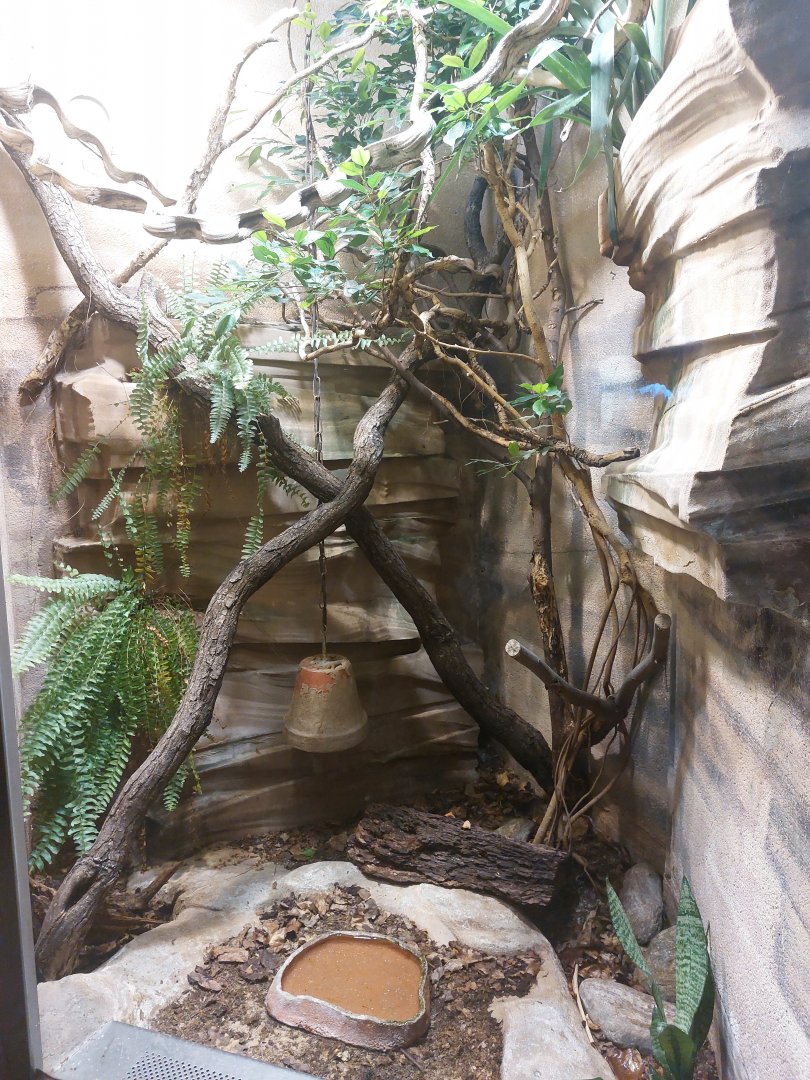 Karimbola cat snake terrarium