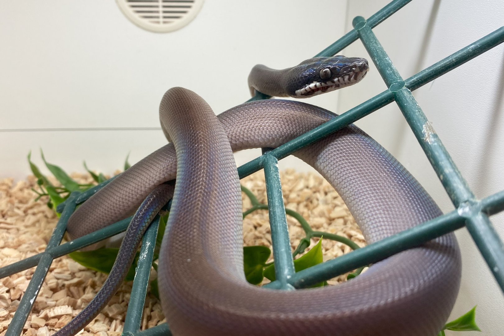 Karimui Basin whitelip python (Leiopython fredparkeri)