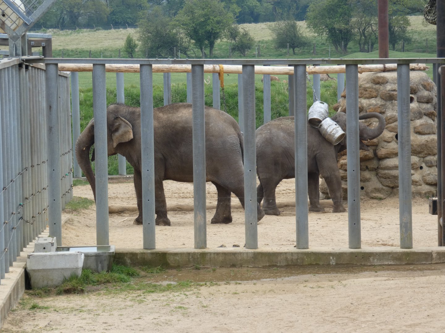 Karishma and Elizabeth (Asian elephants)