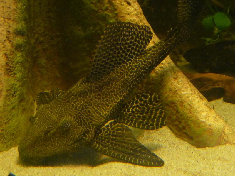 Karlsruhe Aquarium