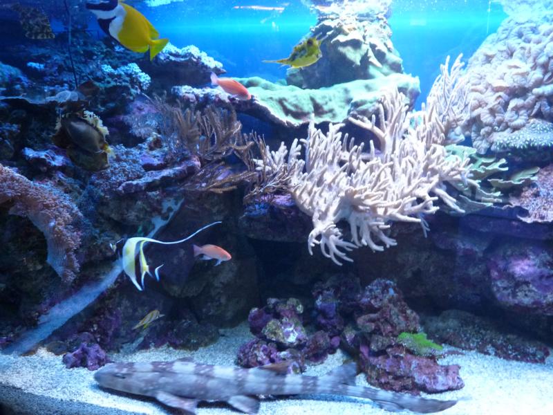 Karlsruhe Aquarium