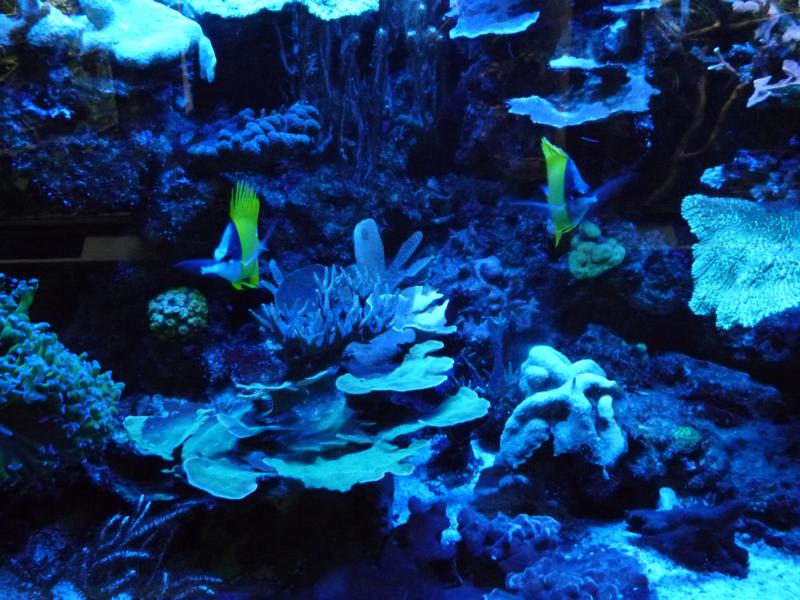 Karlsruhe Aquarium