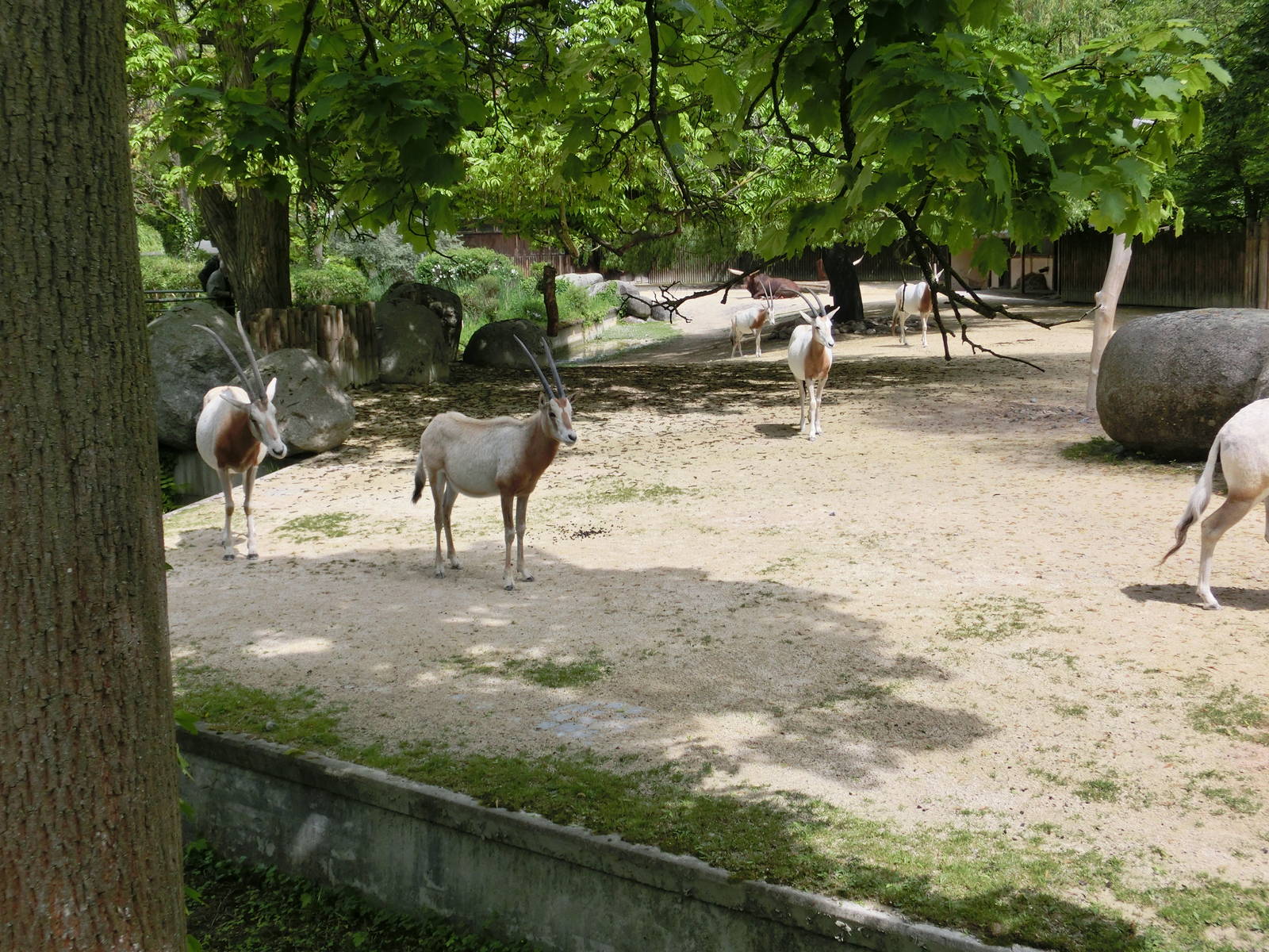 Karlsruhe Zoo - savannah exhibits