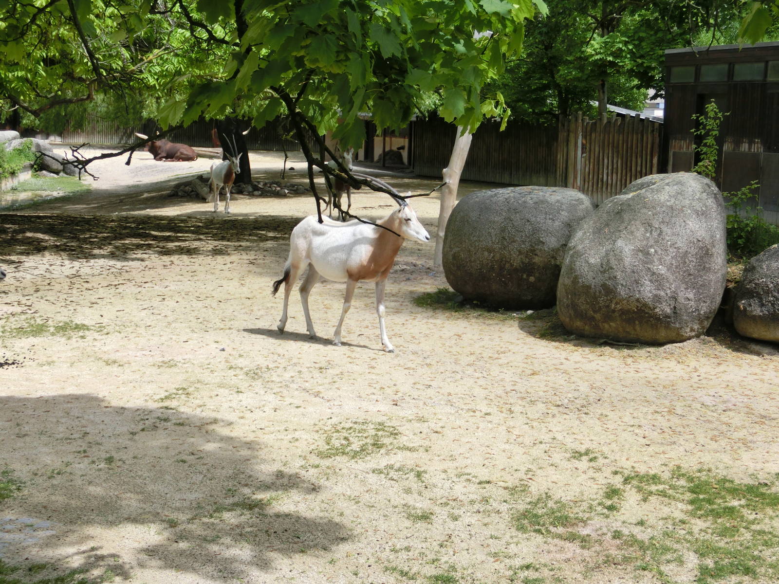 Karlsruhe Zoo - savannah exhibits