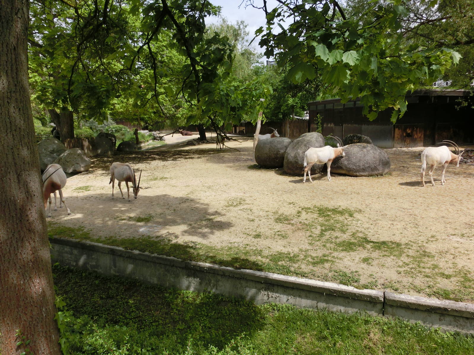 Karlsruhe Zoo - savannah exhibits