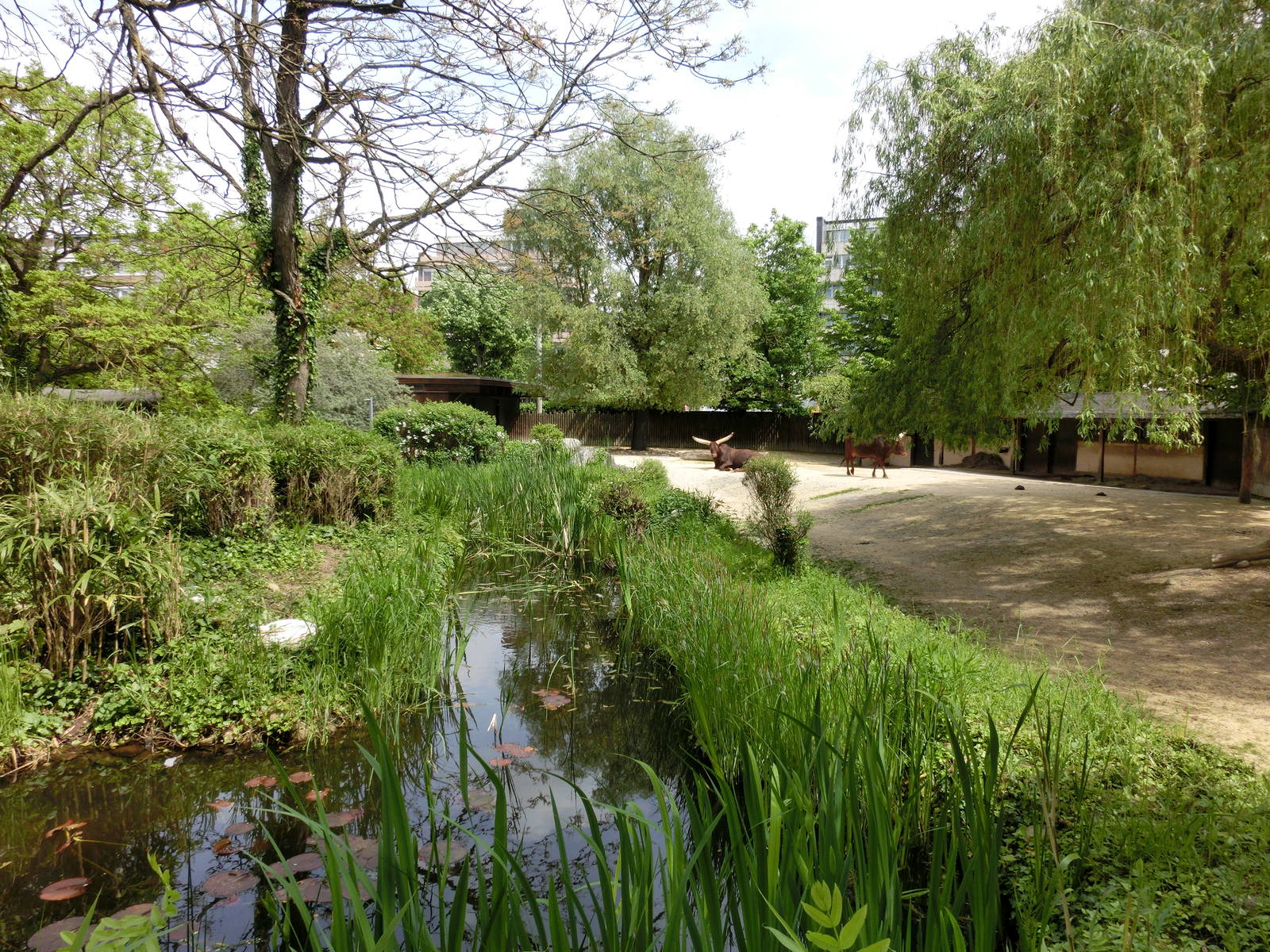 Karlsruhe Zoo - savannah exhibits