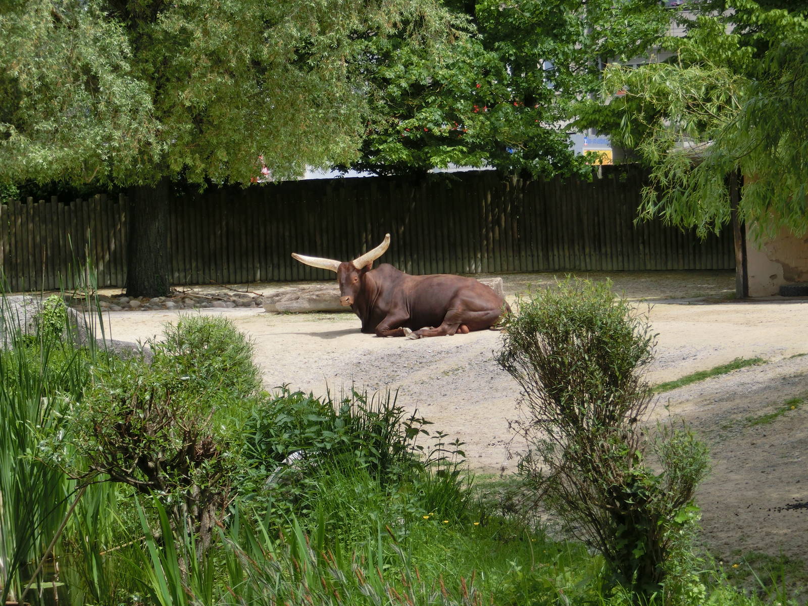 Karlsruhe Zoo - savannah exhibits