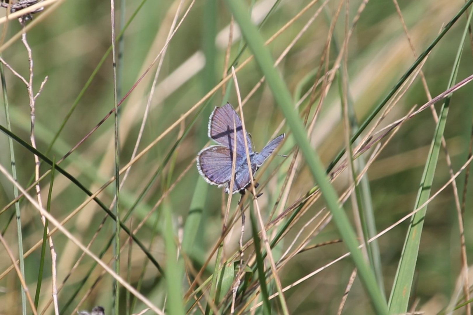 Karner Blue (Plebejus samuelis)
