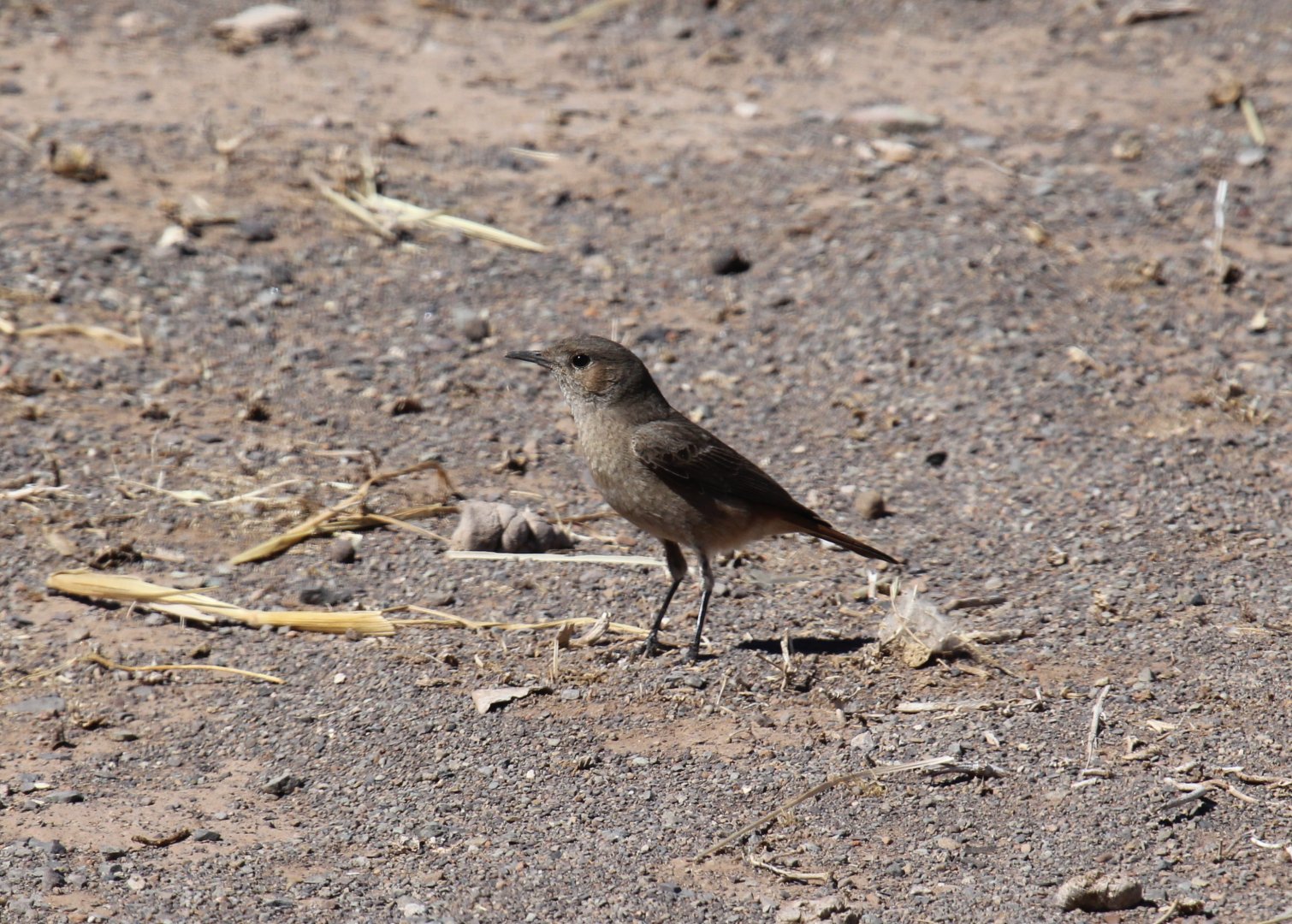 Karoo Chat (Emarginata schlegelii) ID?