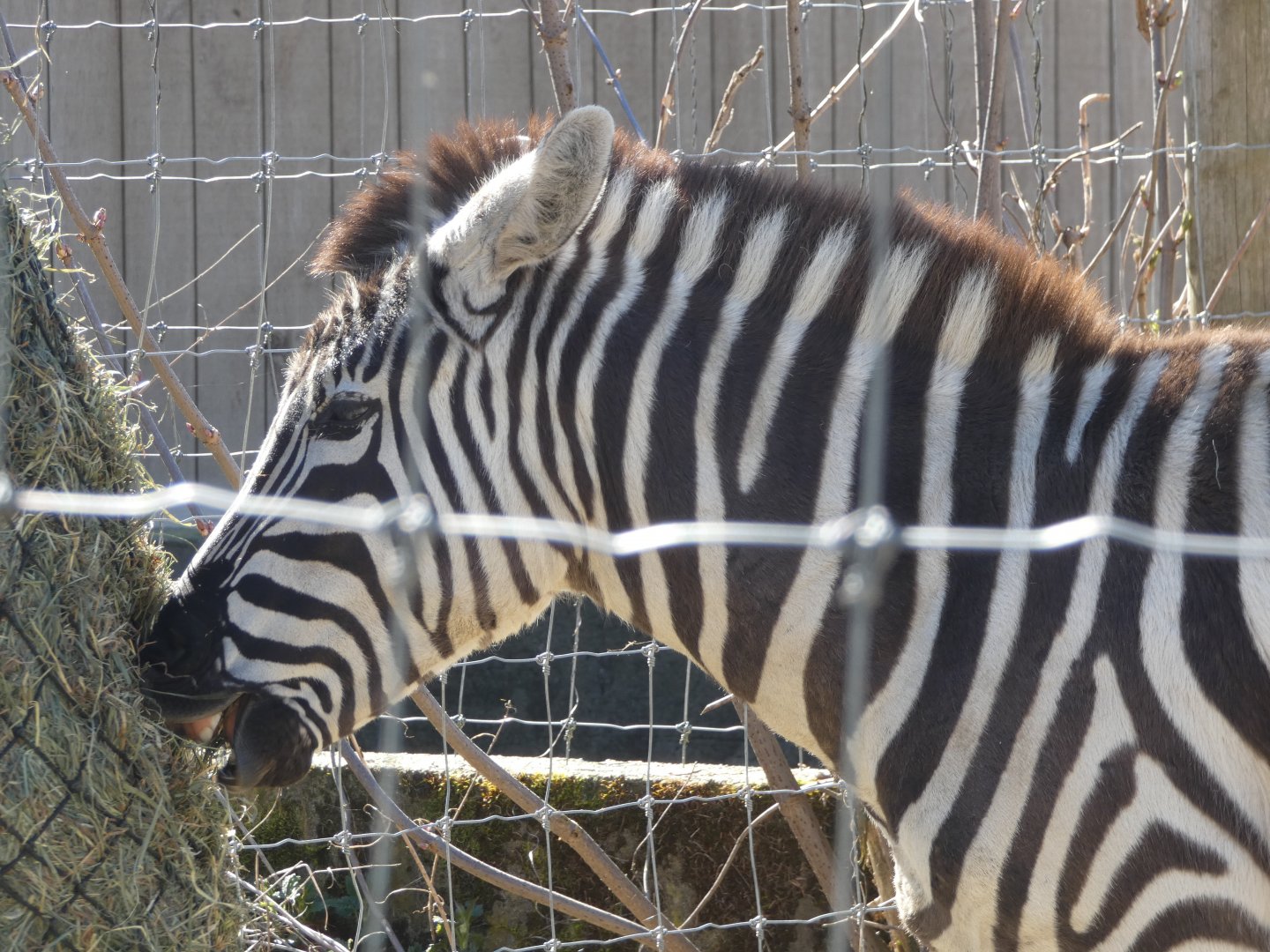 Karoo (Plains zebra)