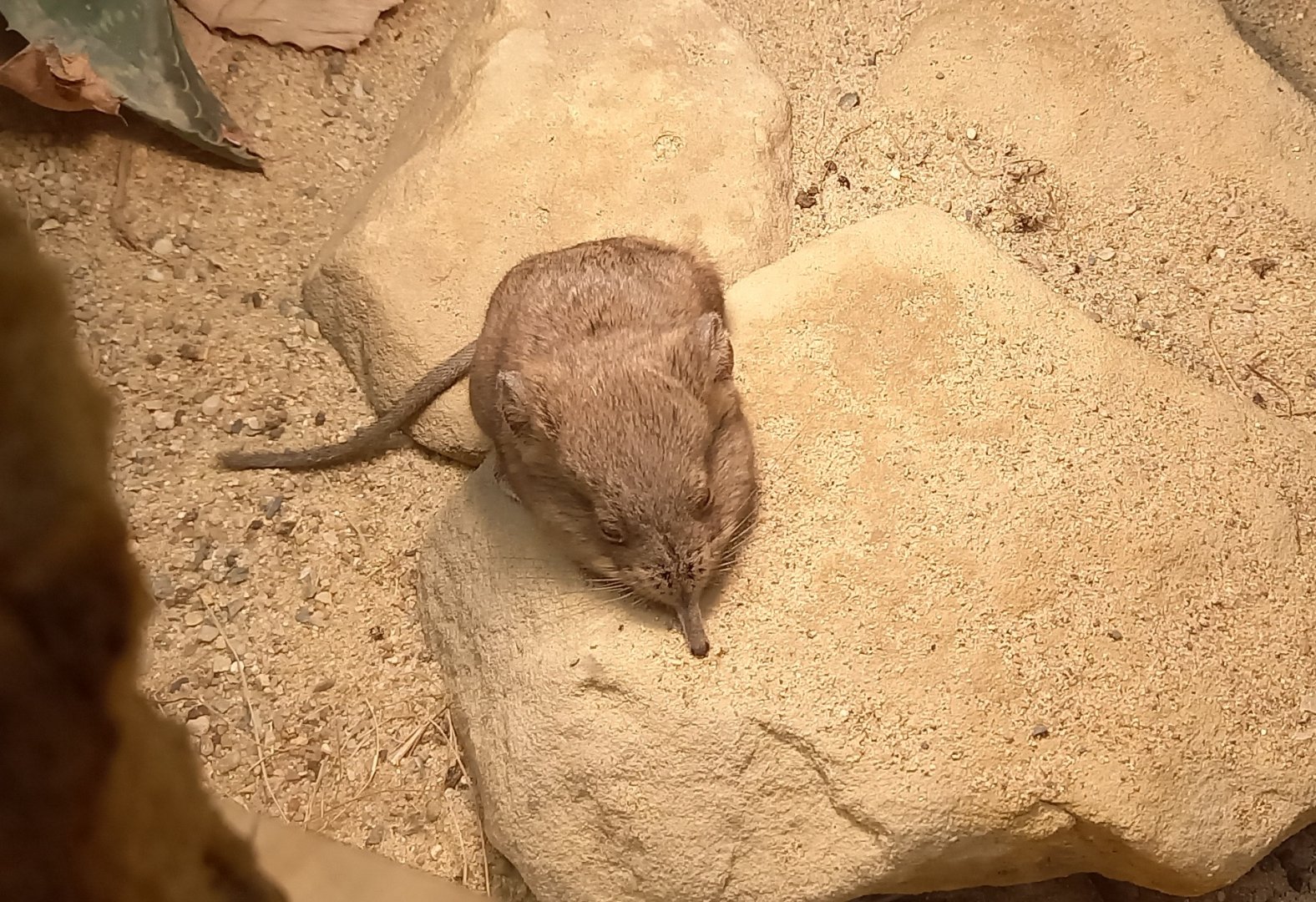 Karoo round-eared elephant-shrew
