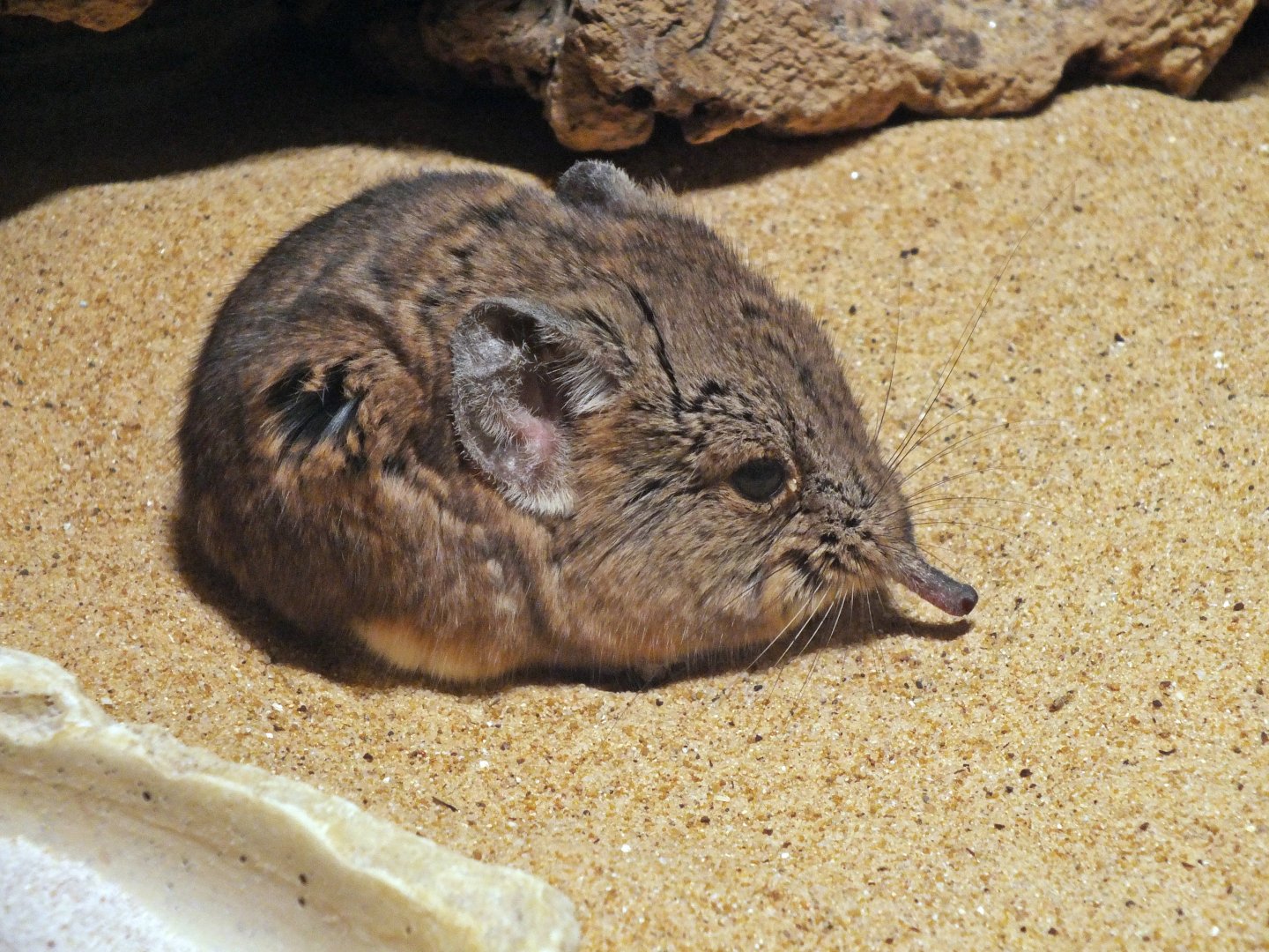 Karoo round-eared elephant shrew