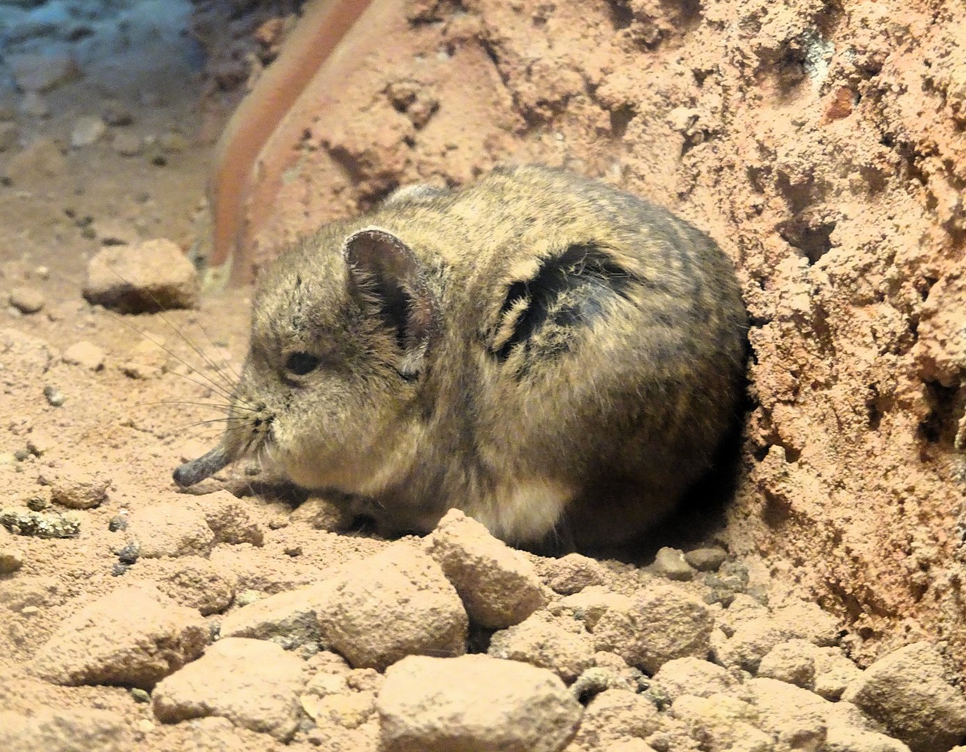 Karoo Round-eared Sengi 6 September 2025