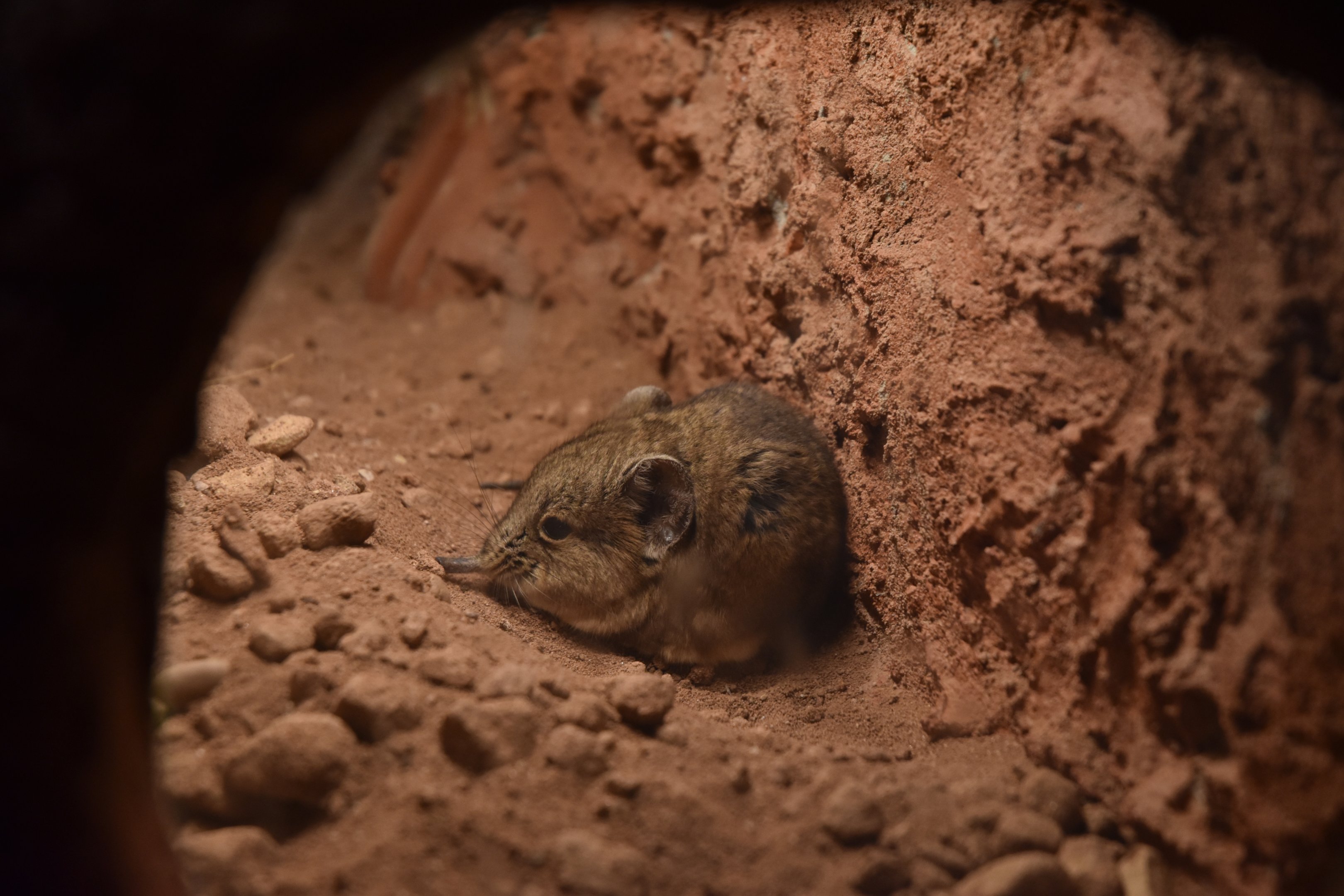 Karoo Round-eared Sengi, Heart of Africa at Chester, 12th April 2025