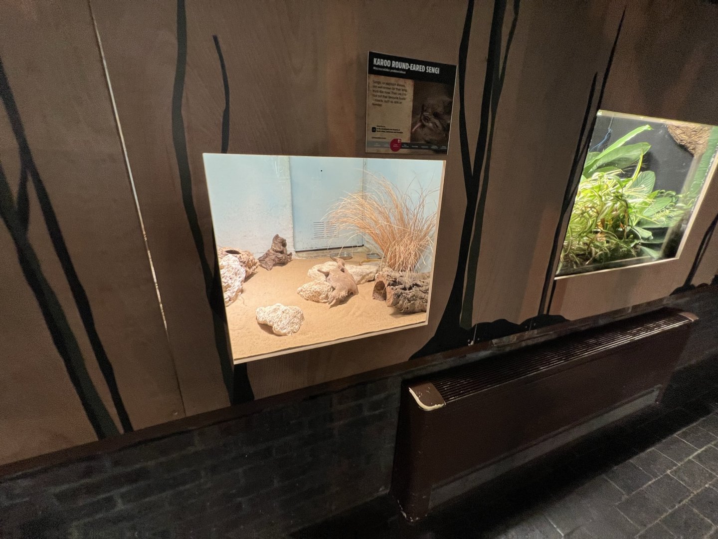 Karoo Round-Eared Sengi (Macroscelides proboscideus) Enclosure