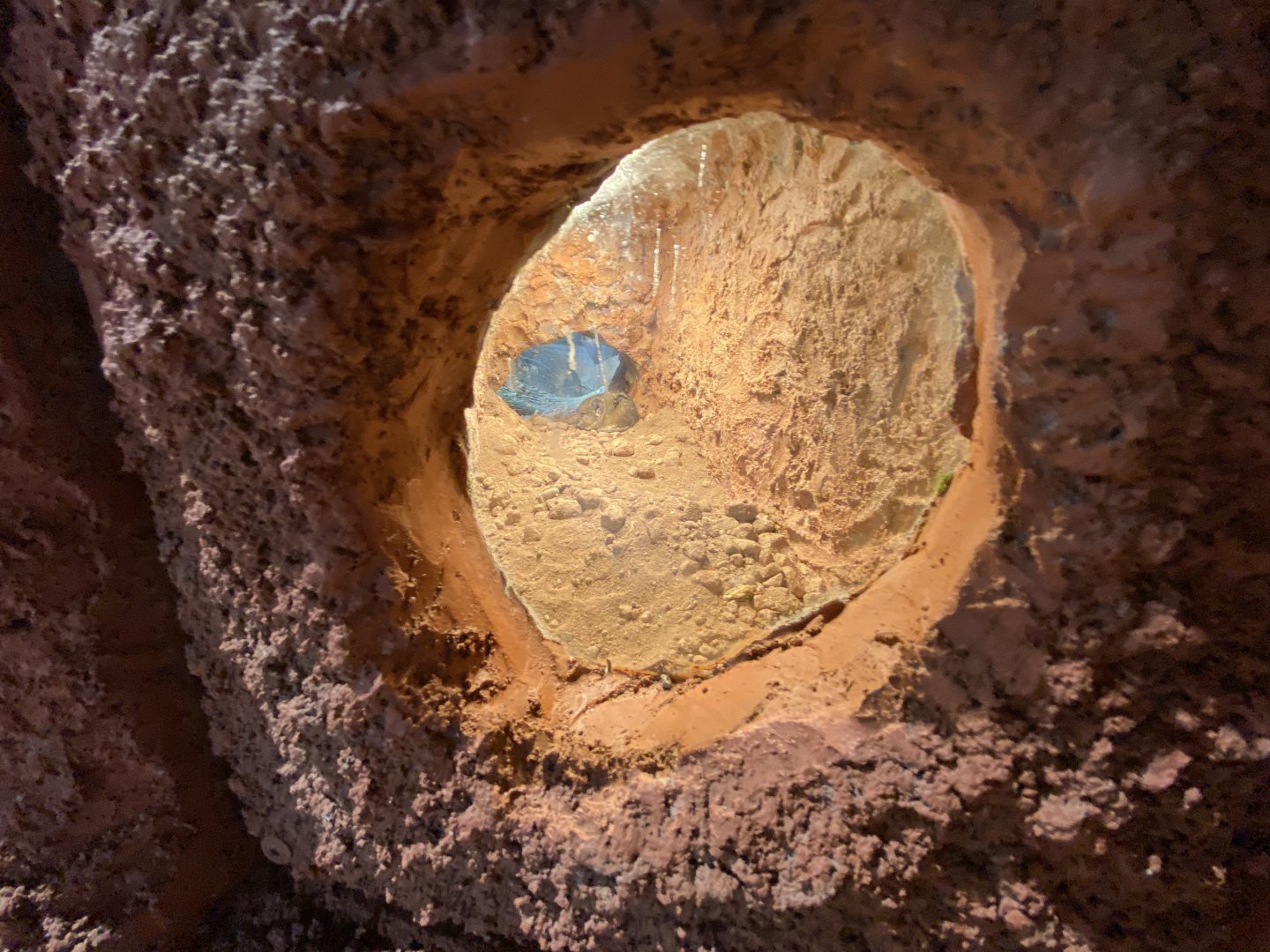 Karoo round-eared sengi