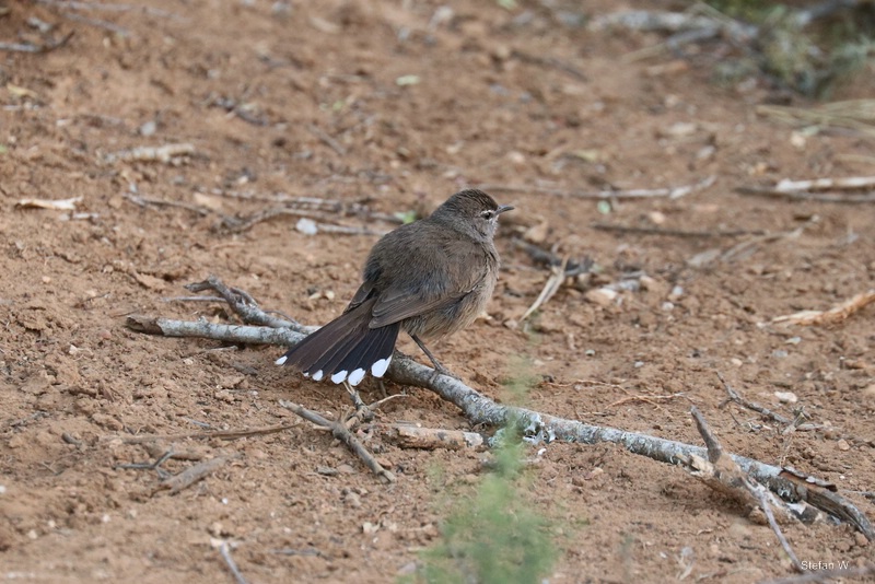 Karoo Scrub-robin (Tychaedon coryphoeus)