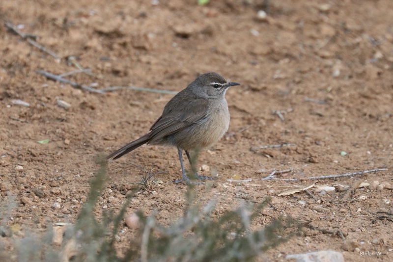 Karoo Scrub-robin (Tychaedon coryphoeus)